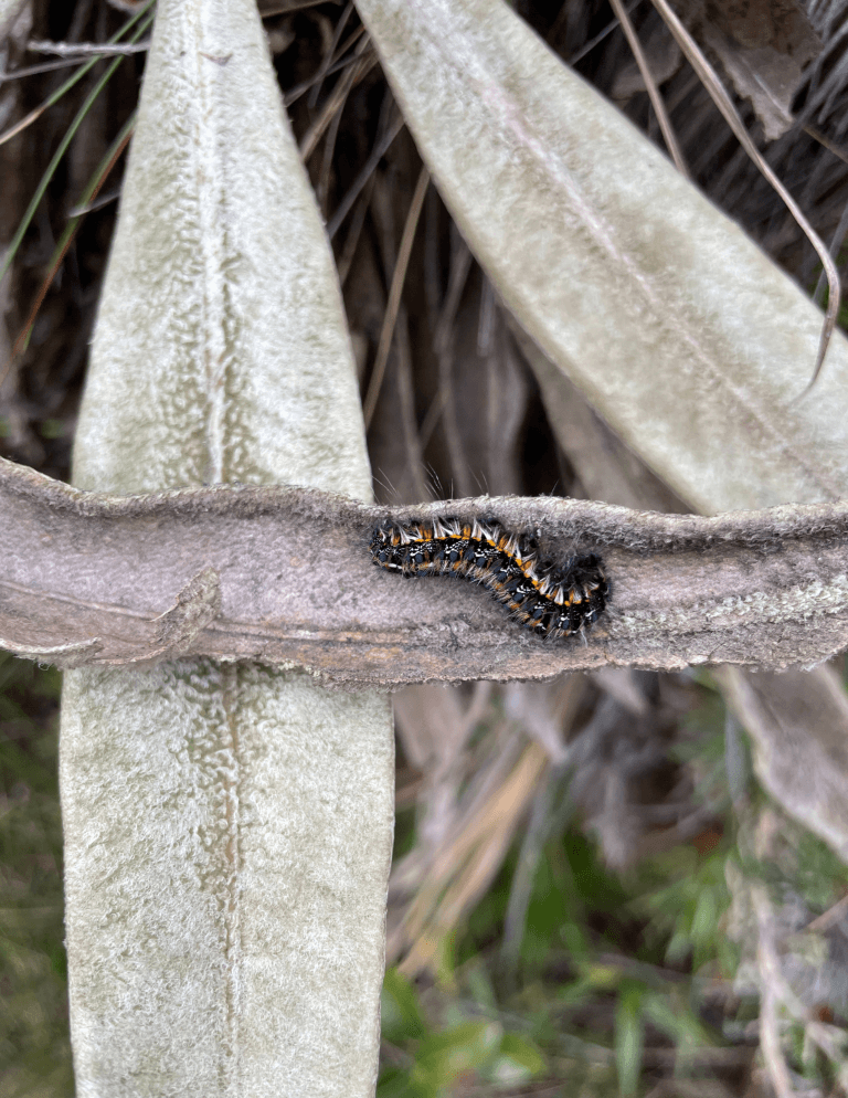 Caterpillar– Wildlife Observation (Páramo Field Record)
