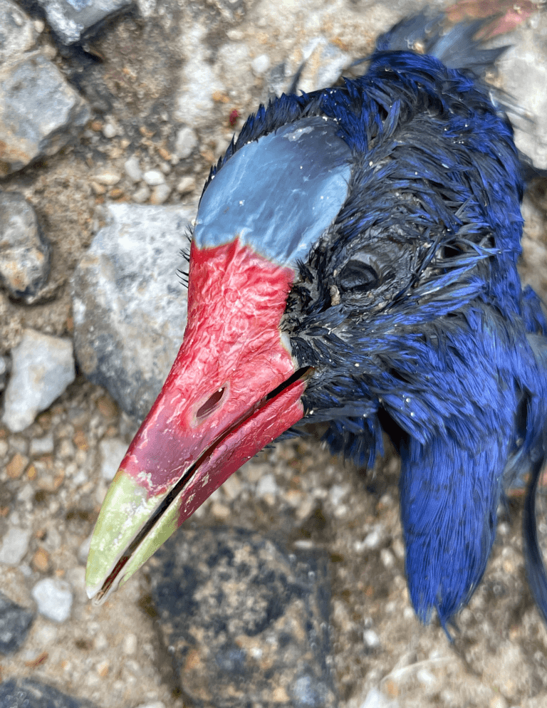 Dead bird head (Tingua Azul)
