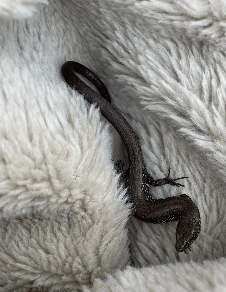 Lizard – Wildlife Observation (Páramo Field Record)