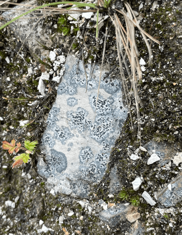 Rock with organisms – Wildlife Observation (Páramo Field Record)