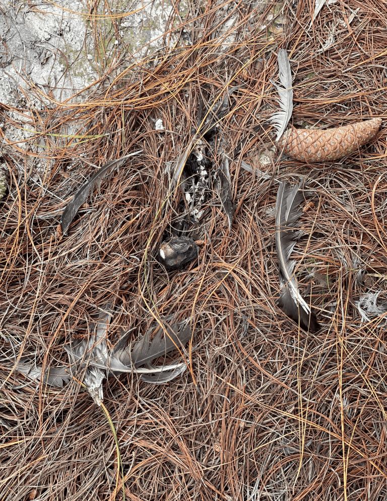 dead pigeon – Wildlife Observation (Páramo Field Record)