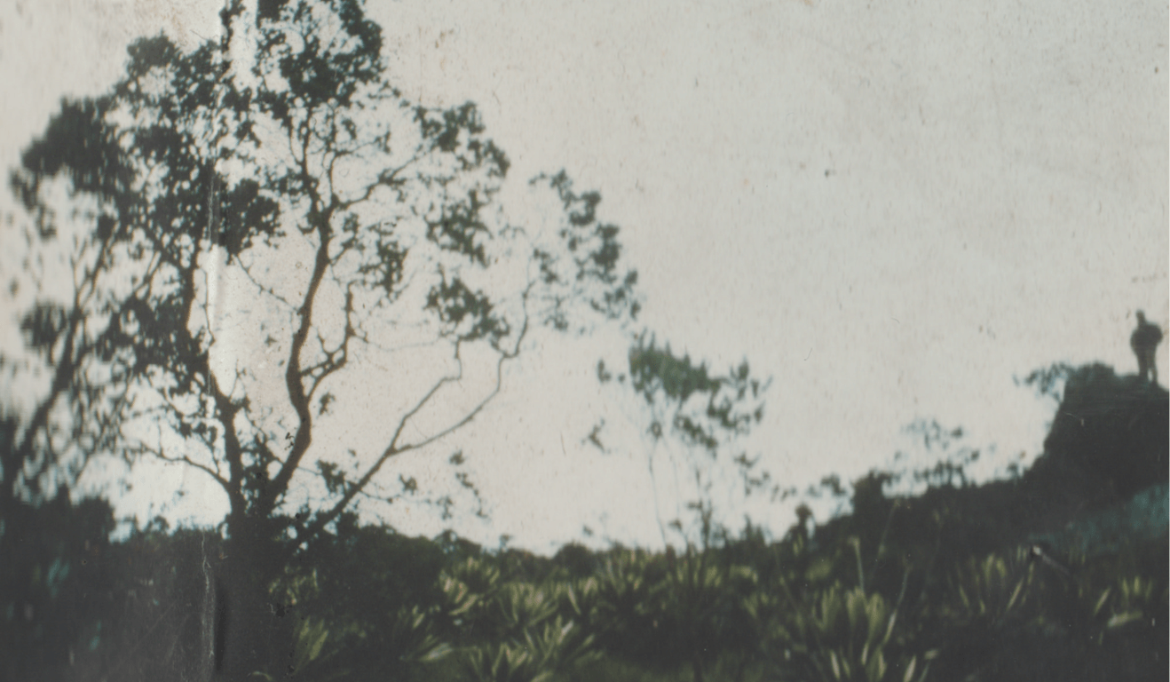 Silhouette of a tree in the Colombian páramo.