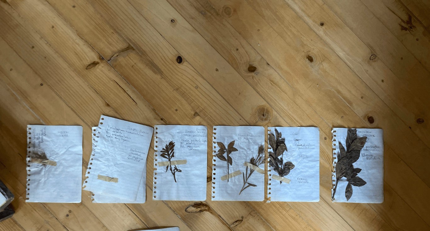 Paramo herbarium